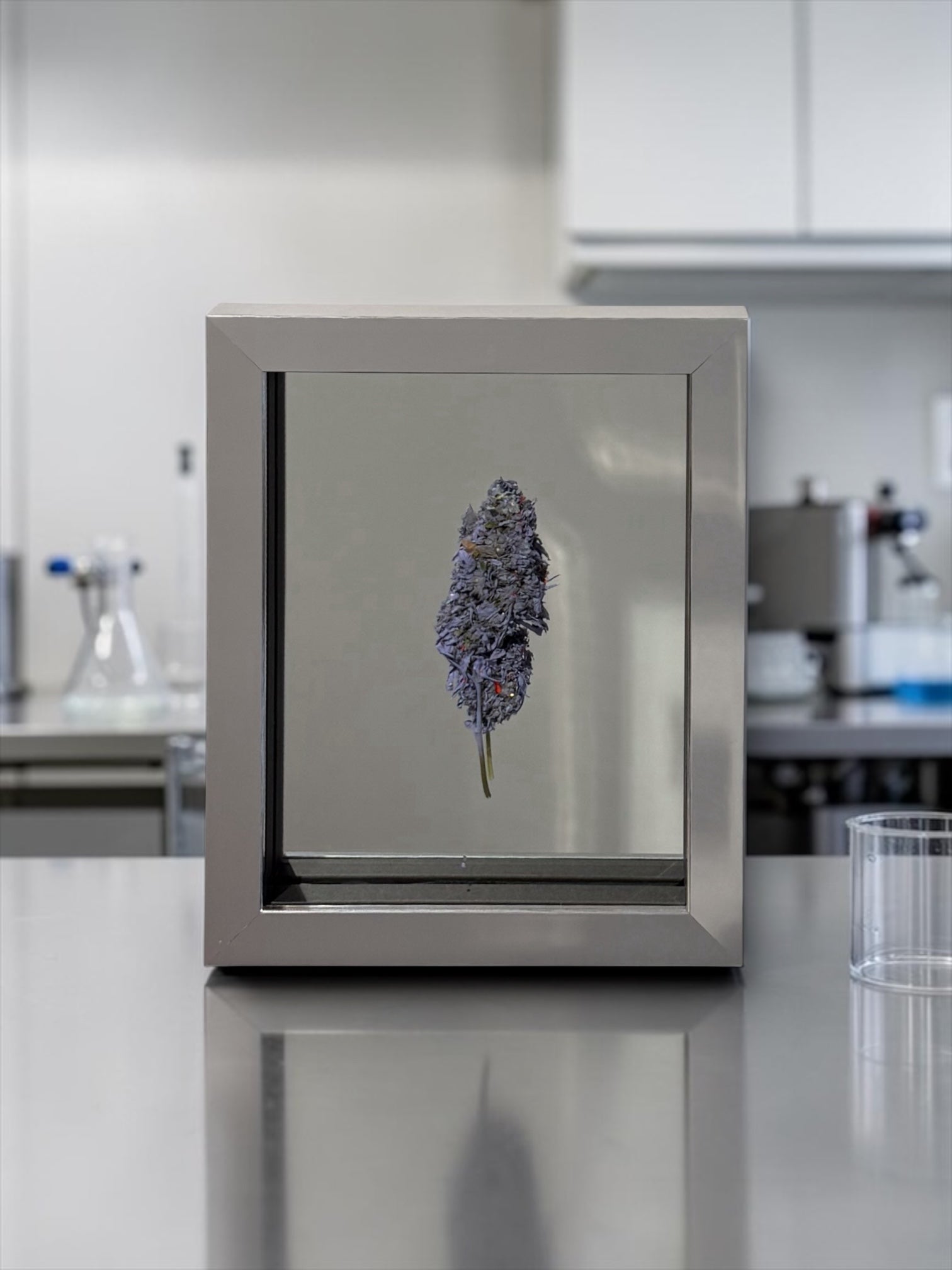 Mr Trim | A Girls Best Friend? (Purple) | Treated and Sprayed Botanicals | Mirror, Diamond Dust, Shards